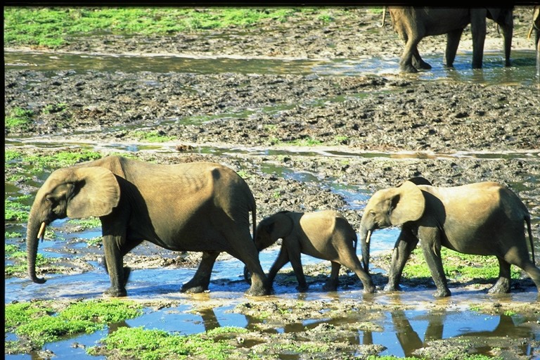 Elefanten im Dzanga Sanghac (c) Damiano Luchetti gemeinfrei