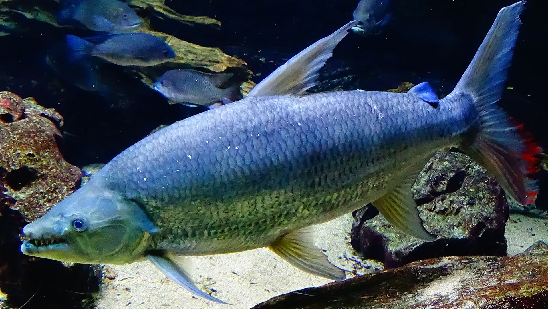 Riesentigerfisch (c) Loury Cedric CCBY SA 4.0