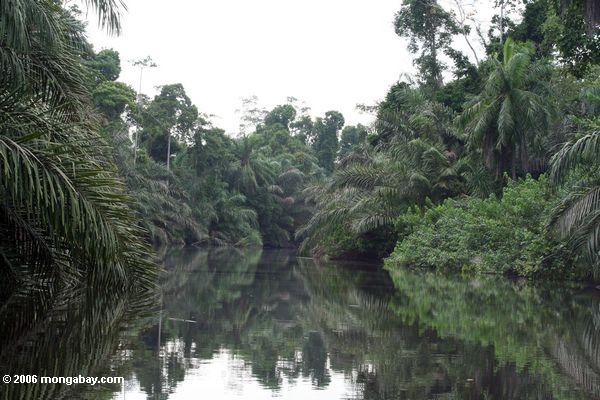 Regenwald in Gabun