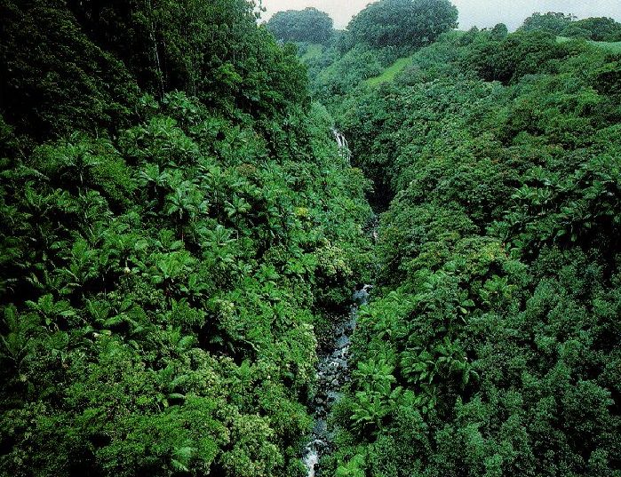 Tropischer Regenwald in Westafrika (c) wikispaces