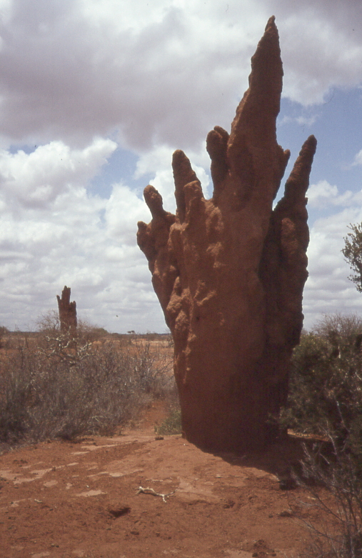 Termitenh&uuml;gel in Somalia (c) Bo491 CCBYSA2.5