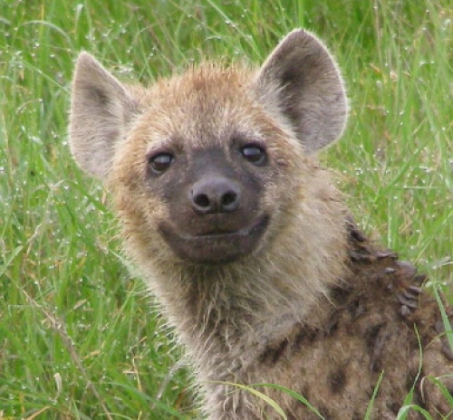 Die gierige Hyäne