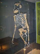 Nachbildung von Lucys Skelett im Frankfurter Naturmuseum Senckenberg