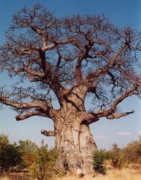 Baobab Baum