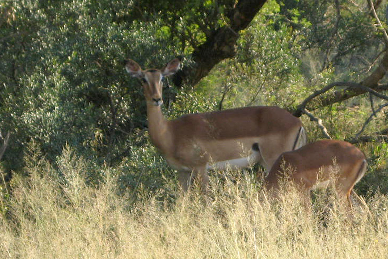 Botswana, US Army Africa (c) Rick_Scavetta CC BY SA 2.0