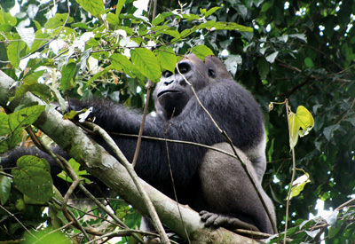 Gorillas leben in den Bergregenwäldern von Kamerun
