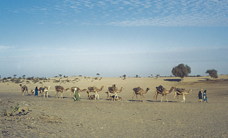 Kamelherde in Mali (c)  H. Grobe