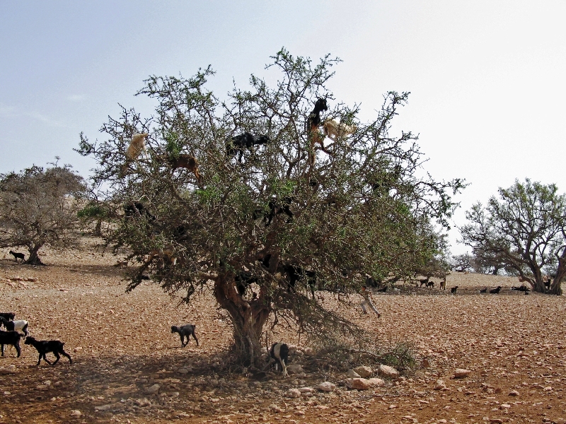 Marokko - Ziegen auf Argania spinosa (c) Aleksasfi CC BY SA 3.0
