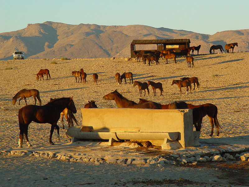 Wildpferde in Namibia (c) Sven Eric Kanzler