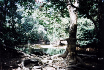 Rio Osun, der Heilige Wald der Yoruba (c) Alex Mazzeto