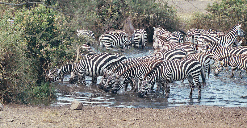 Zebrasherde an Wasserloch (c) Self