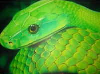 Gr&uuml;ne Mamba (c) The Airbrusher