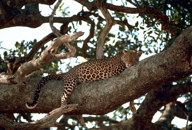 Leopard (c) Billede