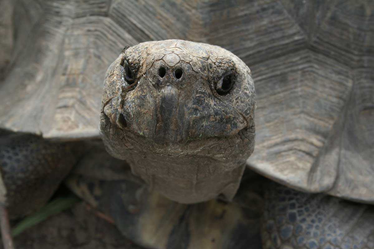 Wie Schildkröte Nsambas Tochter rettet