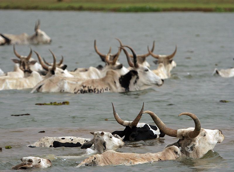 Eine Herde durchschwimmt den Niger (c) Ferdinand Reus