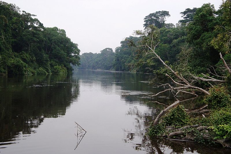 Tropischer Regenwald in Westafrika