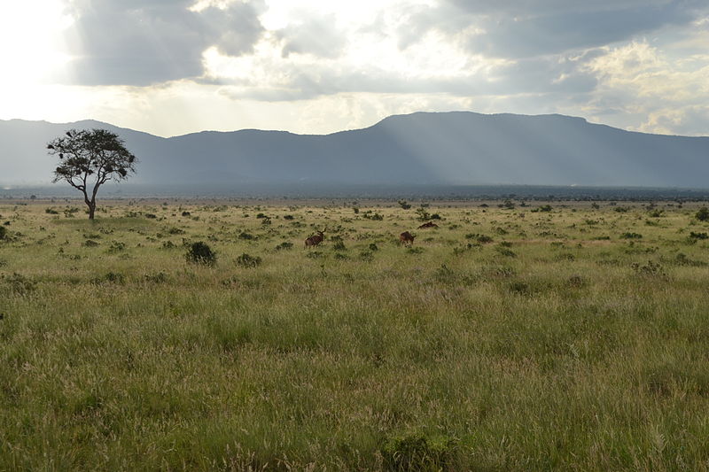 Savanne im Tsavo East National Park (c) CT Cooper