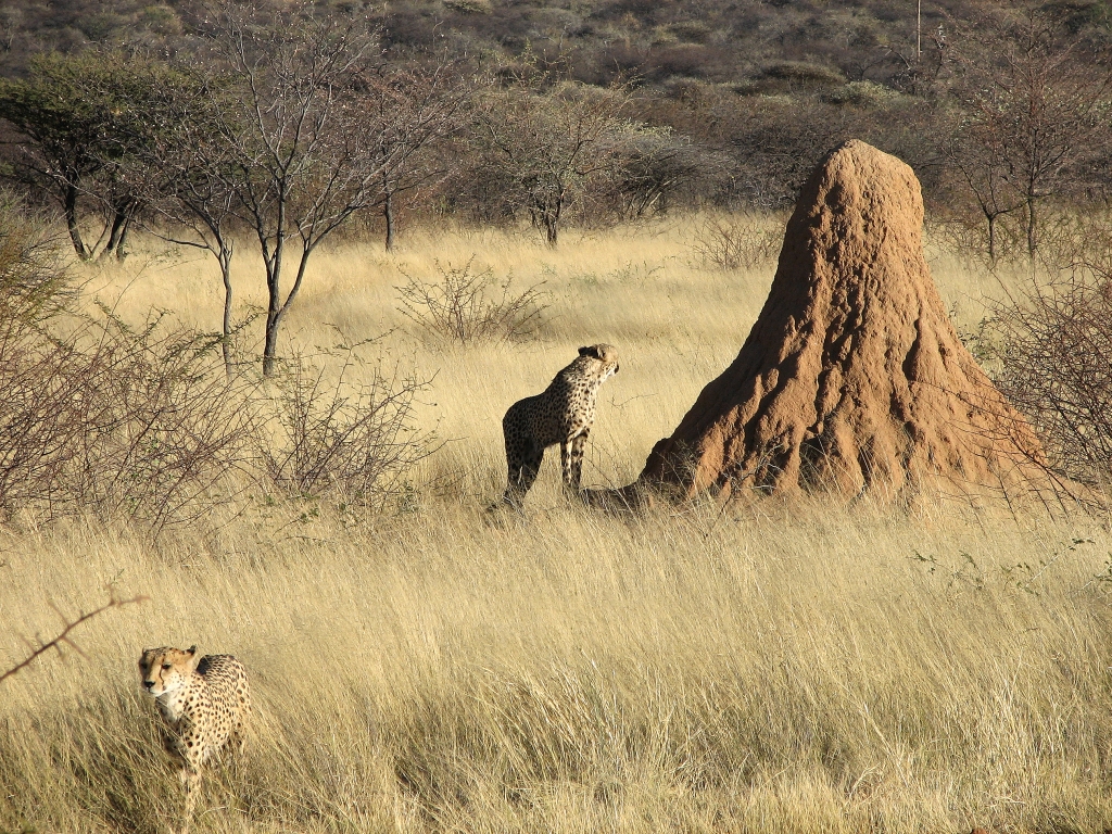Termitenhügel in Namibia (c) Lothar Herzog CCBYSA2.0