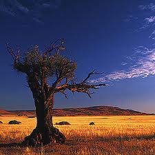 Baobab Baum in der Savanne Ostafrikas