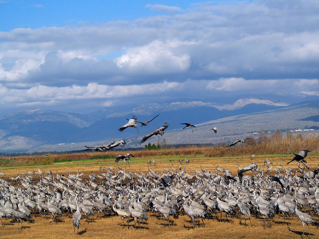 Common_Crane
