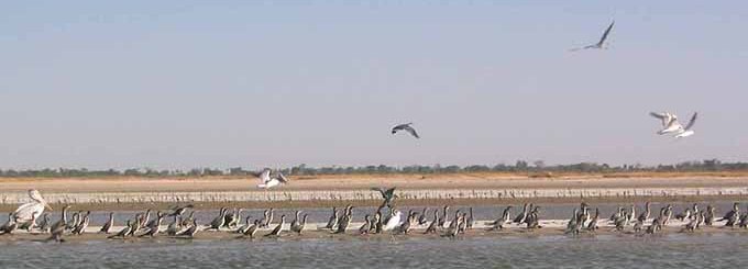 (c) pARCNATIONALDUDELTADUSALOUM Ile-des-Oiseaux