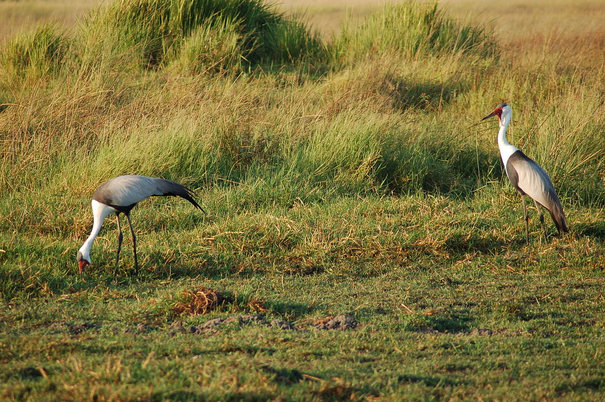 Kraniche-Okavango