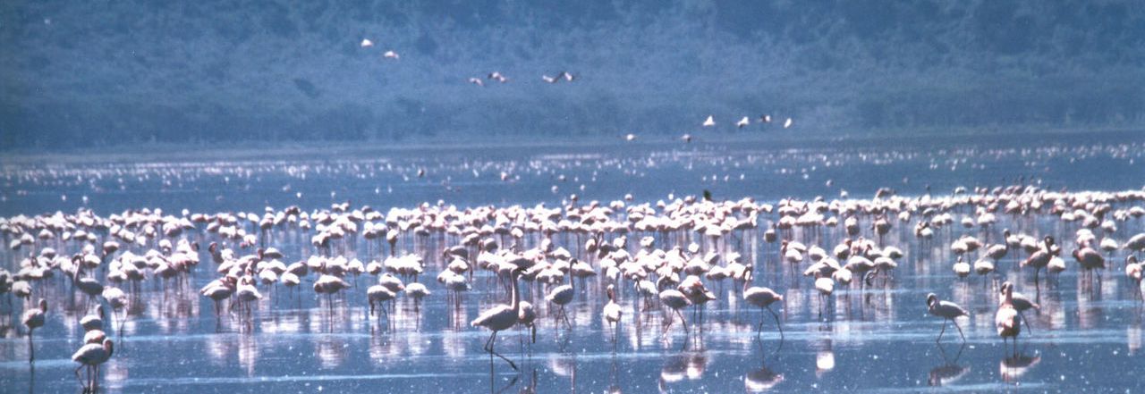 Zwergflamingos