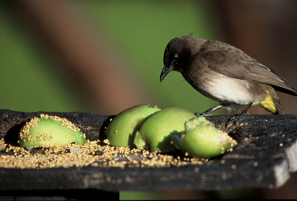 Schwarzkopf Bulbul_Okavango