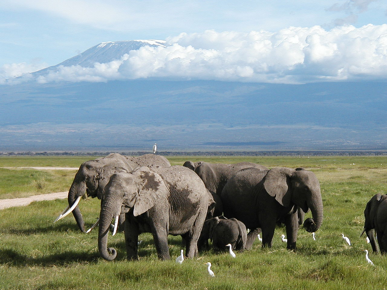 AmboseliElephants