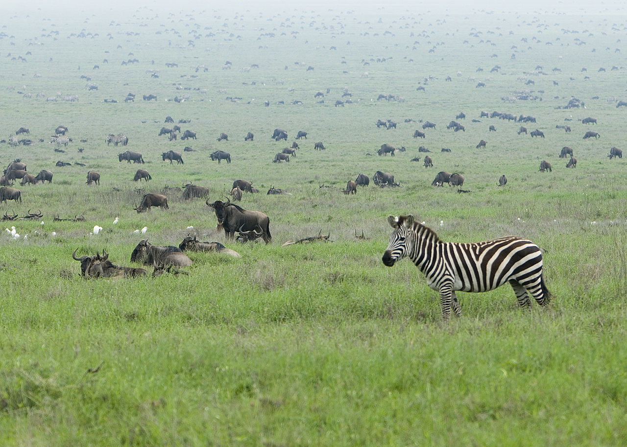 Serengeti_Wildebeest_Migration