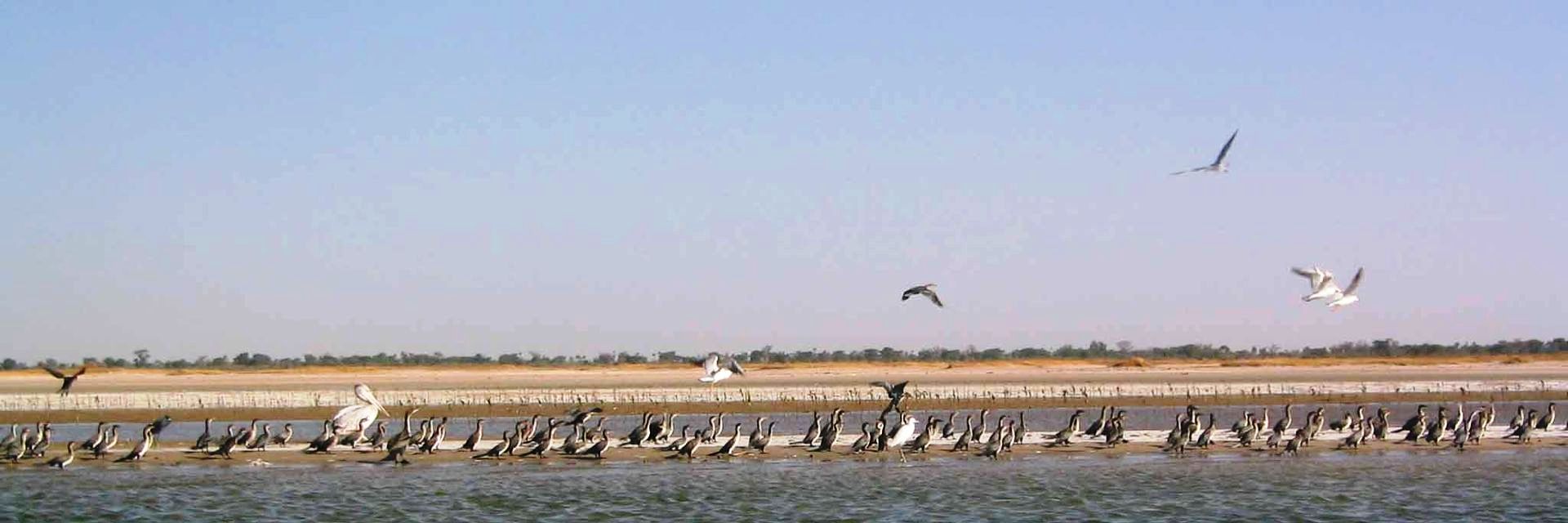 Ile-des-Oiseaux