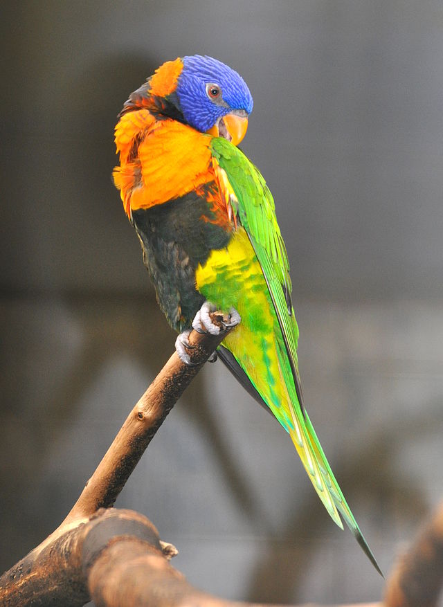 Papagei (c) Quartl CC BY SA 3.0