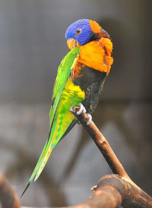 Papagei (c) Quartl CC BY SA 3.0