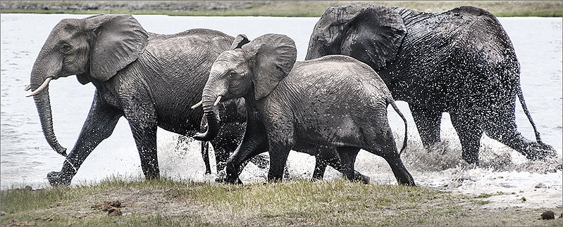 Elephanten im Okavango (c) Hein waschefort