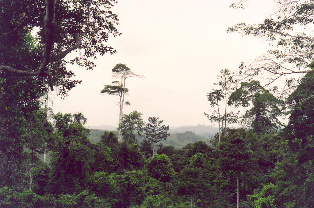 Regenwald in Westafrika (c) Flowizm