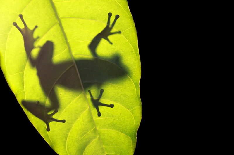 Frosch auf einem Blatt im Regenwald (c) Brian Gratwicke