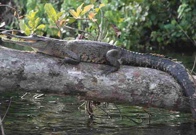 Krokodil im Regenwald (c) safari