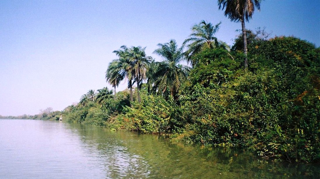 Galeriewald am Gambia