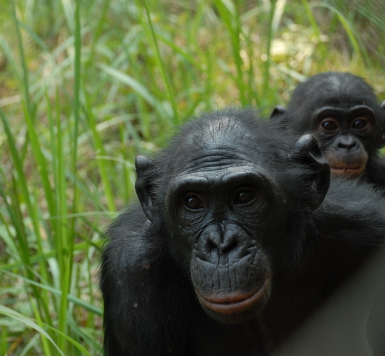Schimpansenmutter mit Jungem (c) PierreFidenci CC BY SA 2.5