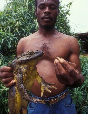 Goliath Frosch (c) savenaturesavehuman