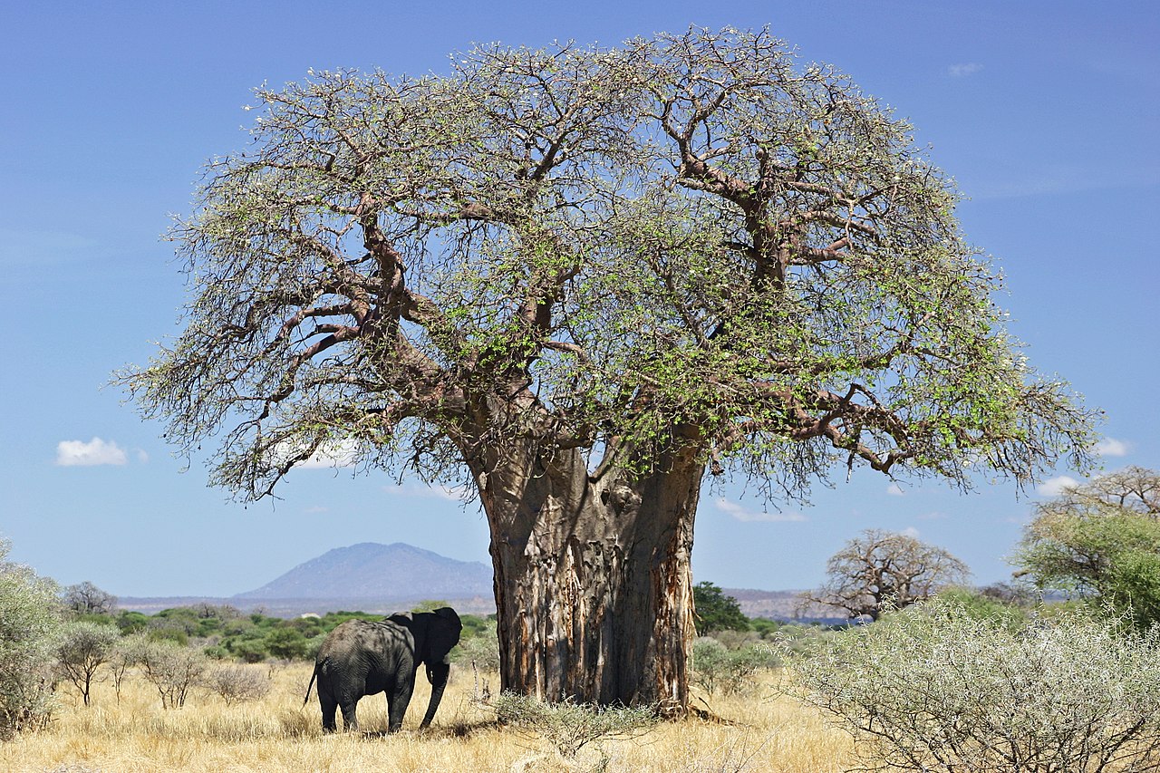 Baobab Baum in der Savanne Ostafrikas