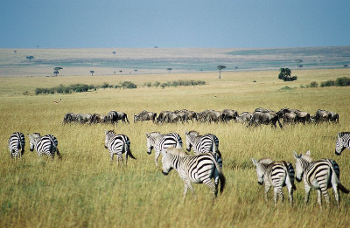 Gnus und Zebras in der Mara Masai (c) Key45