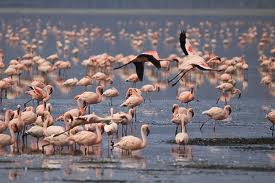 Der Nakuru See im Norden Kenias (c) wikicommons