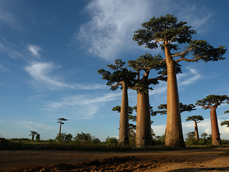Alle mit Baobabbäumen in Madagaskar (c) Frank Vassen