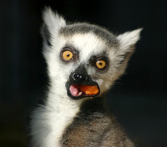 Lemur (c) Emmanuel Faivre