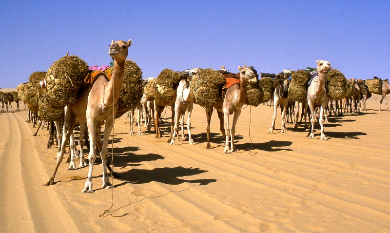 Salzkarawane von Agadez nach Bilma (c) Holger Reineccius