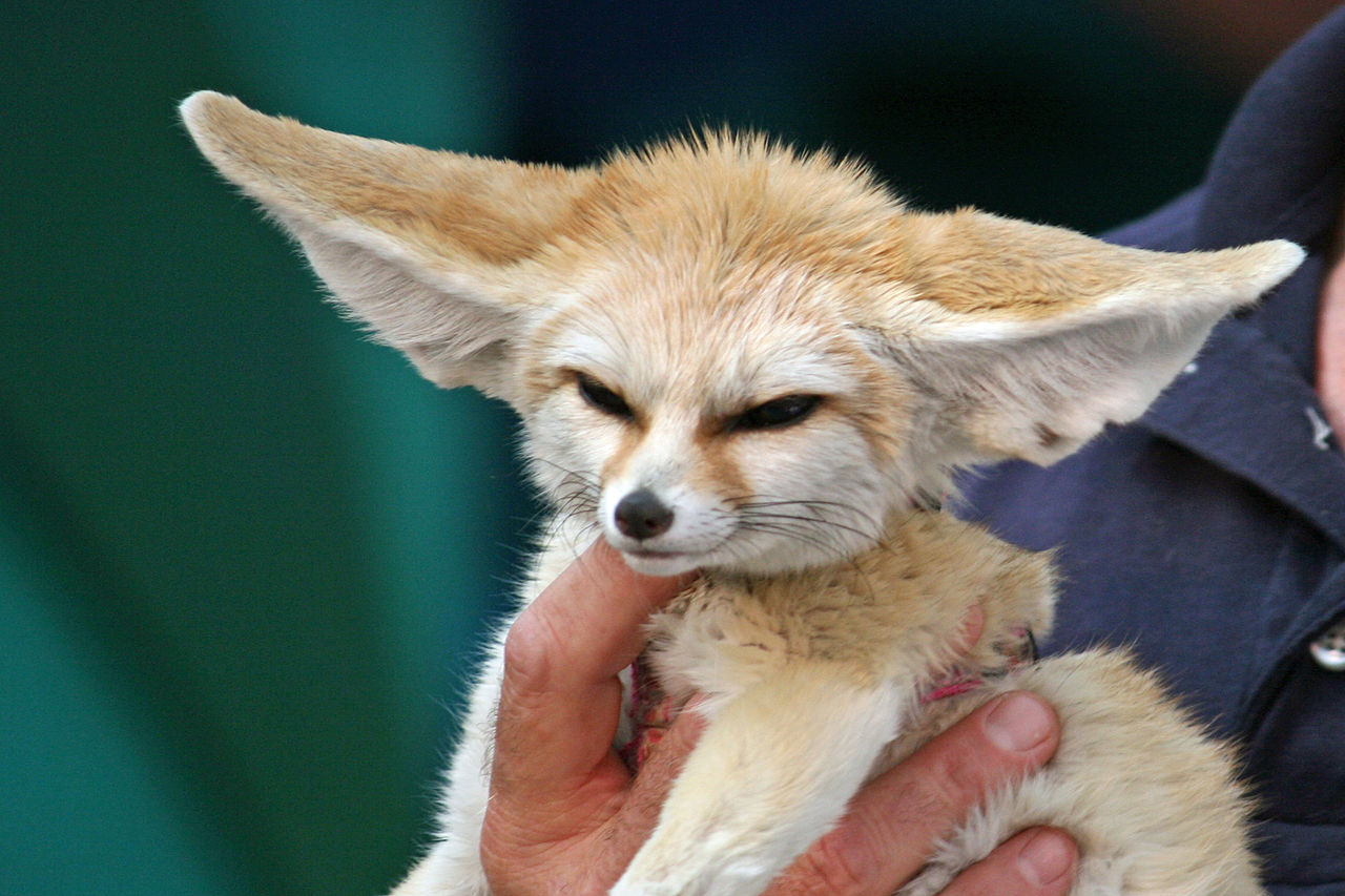 Fennec