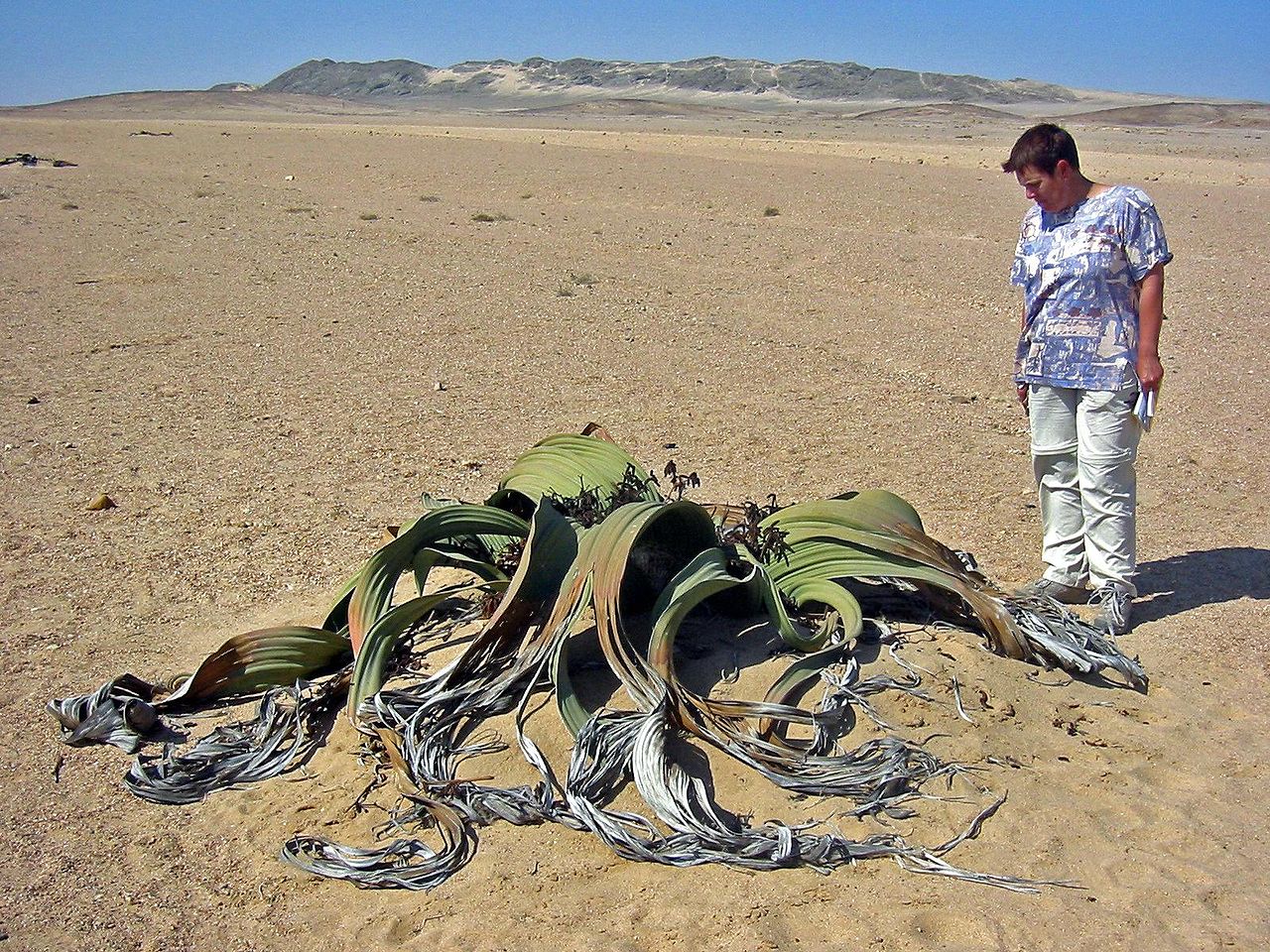 Welwitschie