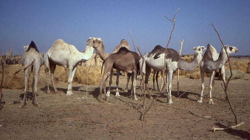 Kamelmarkt in Niger (c) Albert Backer