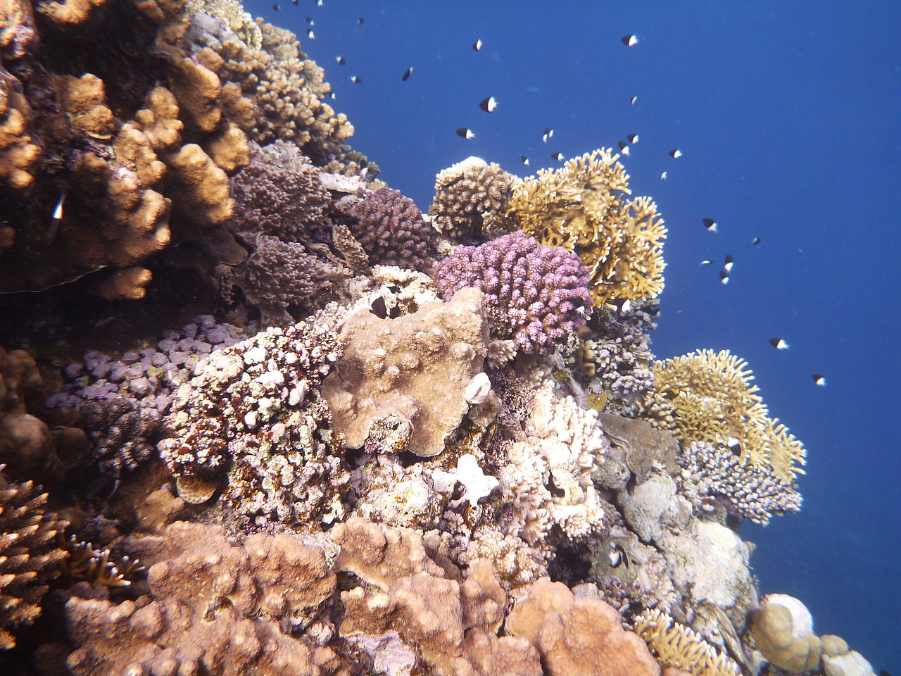 Korallen vor der Ostküste von Afrika (c) Wusel007 CC BY SA 3.0